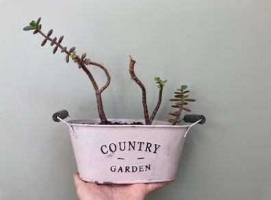 Jade plant