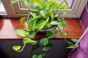 Devil's Ivy plant