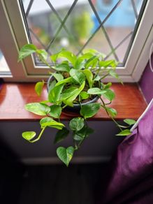Devil's Ivy plant