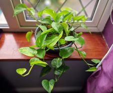 Devil's Ivy plant