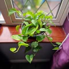 Devil's Ivy plant