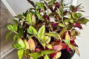 tradescantia zebrina