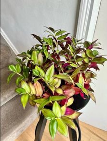 tradescantia zebrina