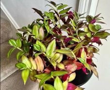 tradescantia zebrina
