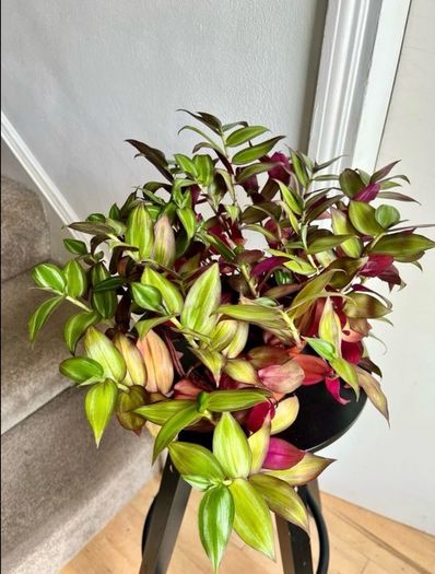 tradescantia zebrina
