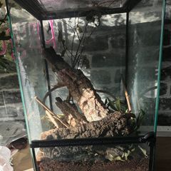 Reptile enclosure