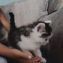 Kittens Image 10