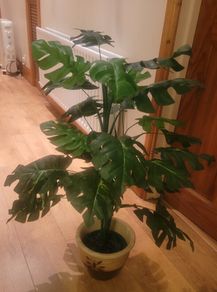Artificial Monstera Plant in Strong Ceramic Plant Pot with Decorative Stones