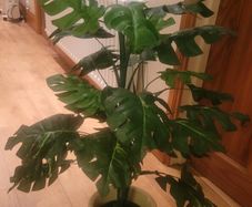 Artificial Monstera Plant in Strong Ceramic Plant Pot with Decorative Stones