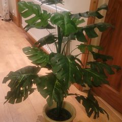 Artificial Monstera Plant in Strong Ceramic Plant Pot with Decorative Stones