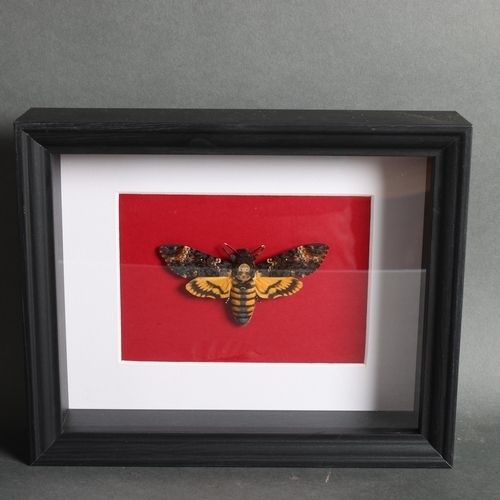 Taxidermy Deaths Head Moth