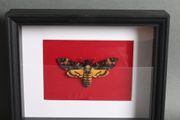 Taxidermy Deaths Head Moth