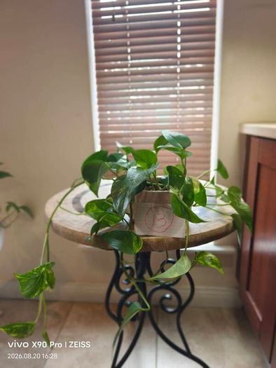 hanging plant