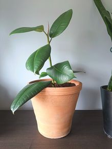 Rubber Plant (Ficus)