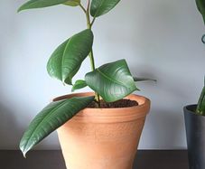 Rubber Plant (Ficus)