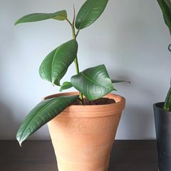 Rubber Plant (Ficus)