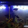 Fish guppies 1e each Image 4