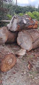 Wood  cedar