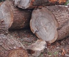 Wood  cedar