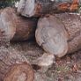 Wood  cedar Image 2