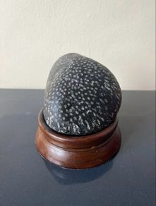 Natural Fossilized Coral Pebble