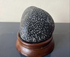 Natural Fossilized Coral Pebble