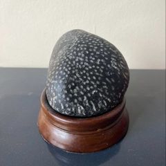 Natural Fossilized Coral Pebble
