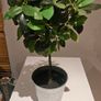 Artificial plants Image 2