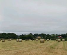 Hay