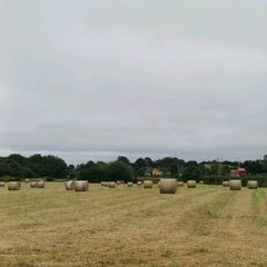 Hay
