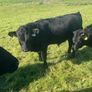 Dexter calves Image 4