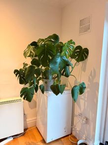 Monstera Deliciosa (Swiss Cheese) plant - includes pot