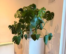Monstera Deliciosa (Swiss Cheese) plant - includes pot