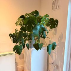 Monstera Deliciosa (Swiss Cheese) plant - includes pot
