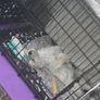 Dog crate Medium Image 3
