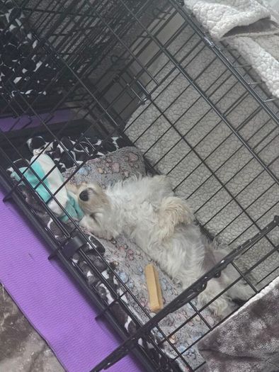 Dog crate Medium