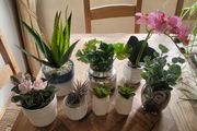 Artificial Plants in Ceramic, Glass, Stone &amp; PVC Pots x8