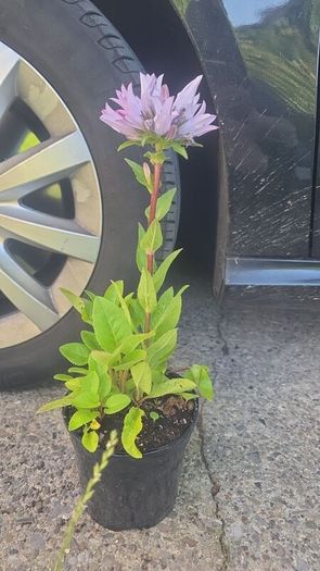 Campanula glomerata 'Emerald'