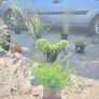 fantastic mature plants bundle Image 8