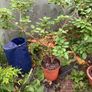 Dwarf Mulberry Tree Image 3