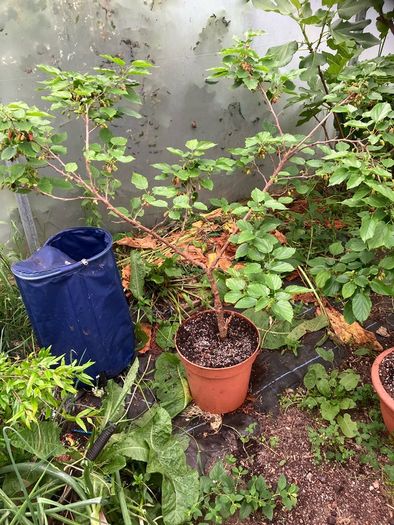 Dwarf Mulberry Tree
