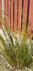 Ornamental Grass