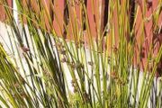 Ornamental Grass