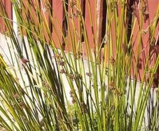Ornamental Grass