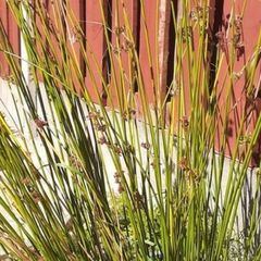 Ornamental Grass