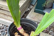 Bearded iris