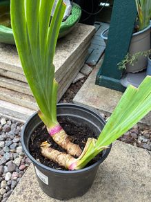 Bearded iris