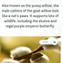 Salix goat willow plant Image 2