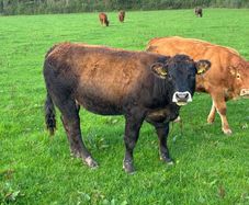 LMX - Organic heifers