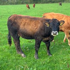 LMX - Organic heifers